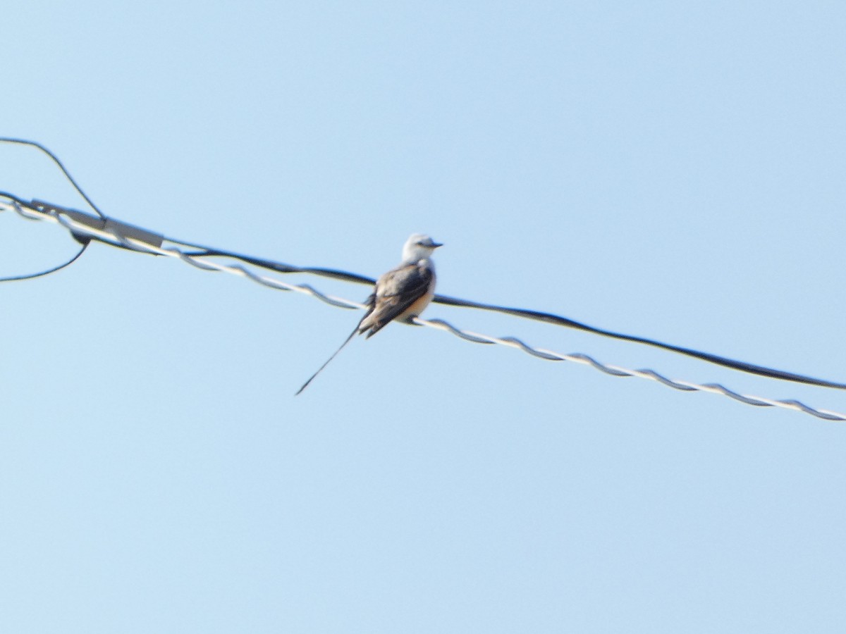 Scissor-tailed Flycatcher - M Gaylord