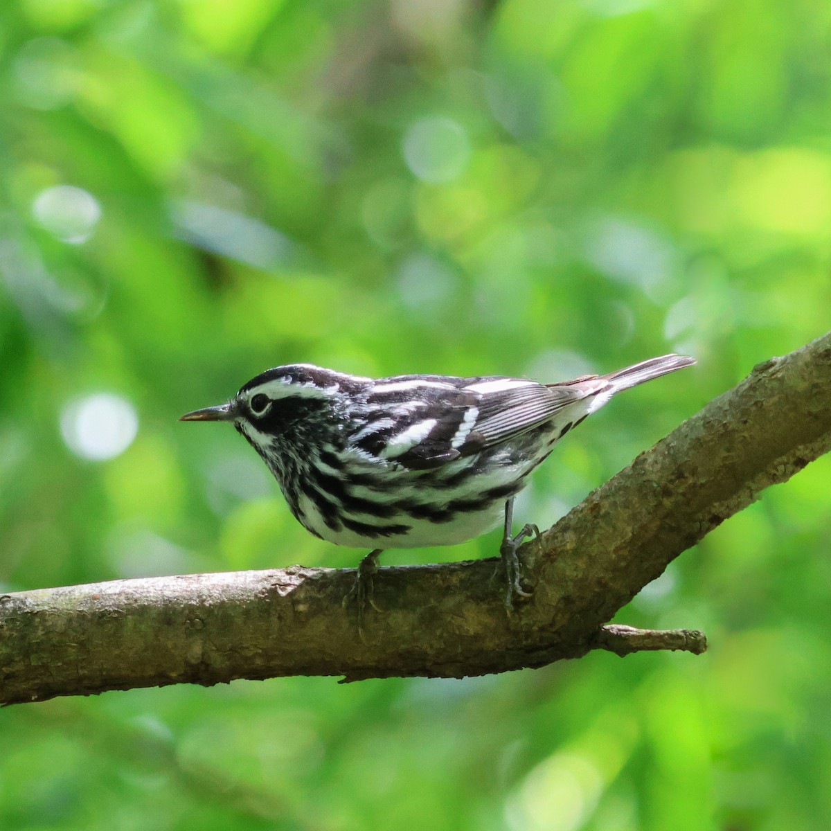 Black-and-white Warbler - ML567958351
