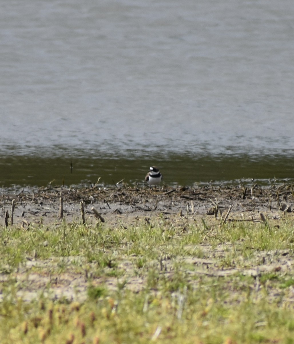 Ebird Checklist May Murray Flooded Field Species