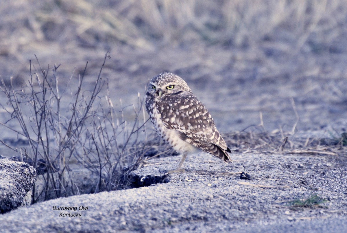 Burrowing Owl - ML567959121