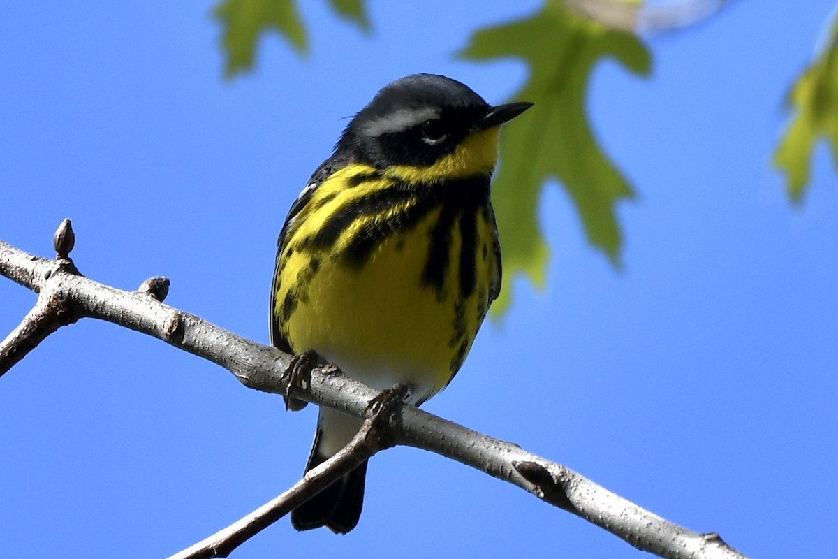 Magnolia Warbler - Mary Walsh