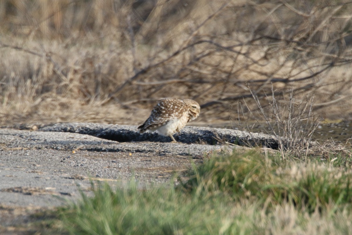 Burrowing Owl - Mike O'Malley