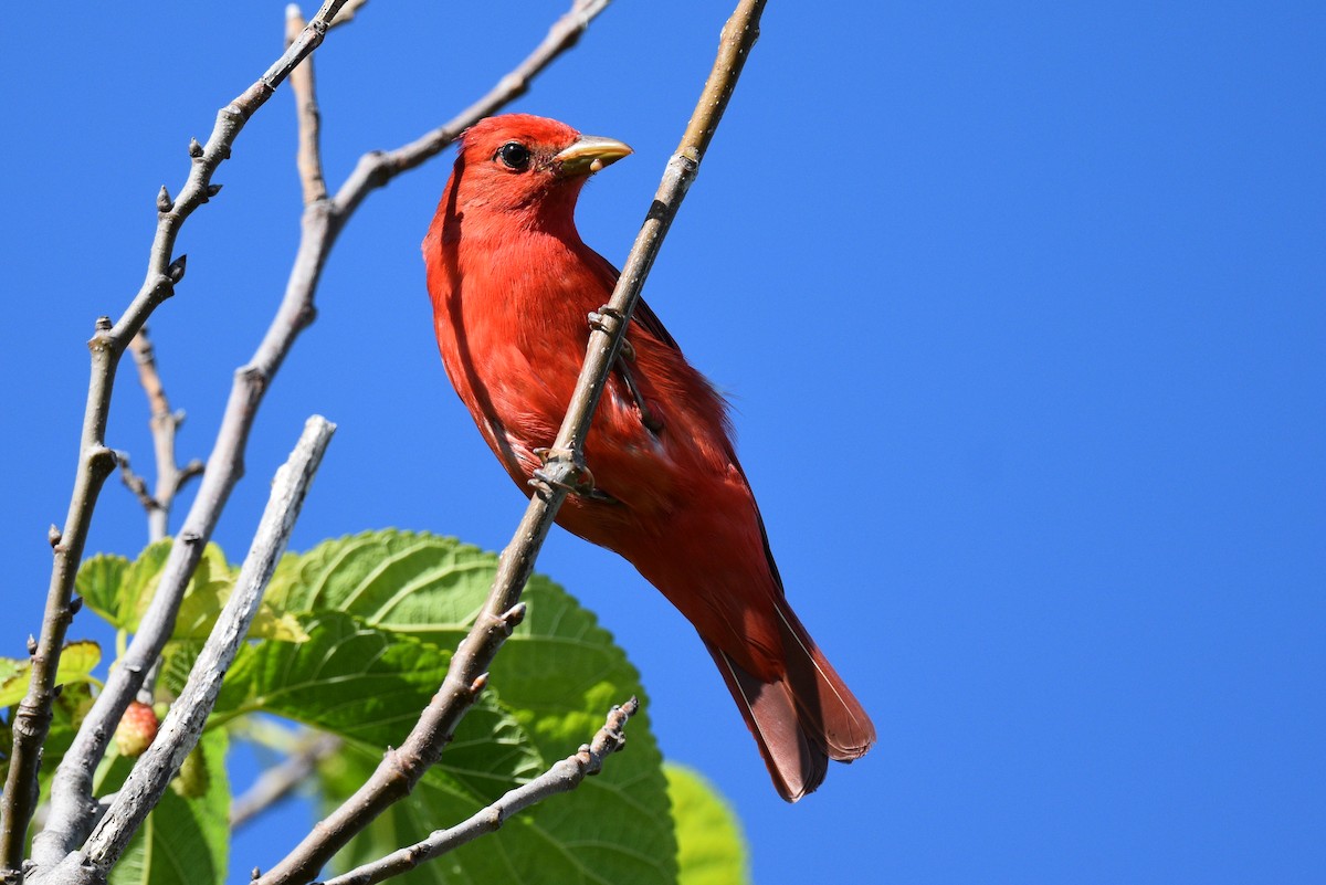 Summer Tanager - Miguel  Mejias