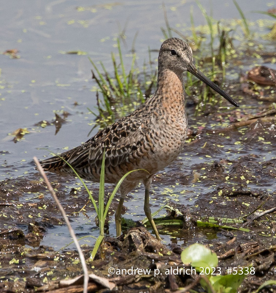 Long-billed Dowitcher - ML567963941