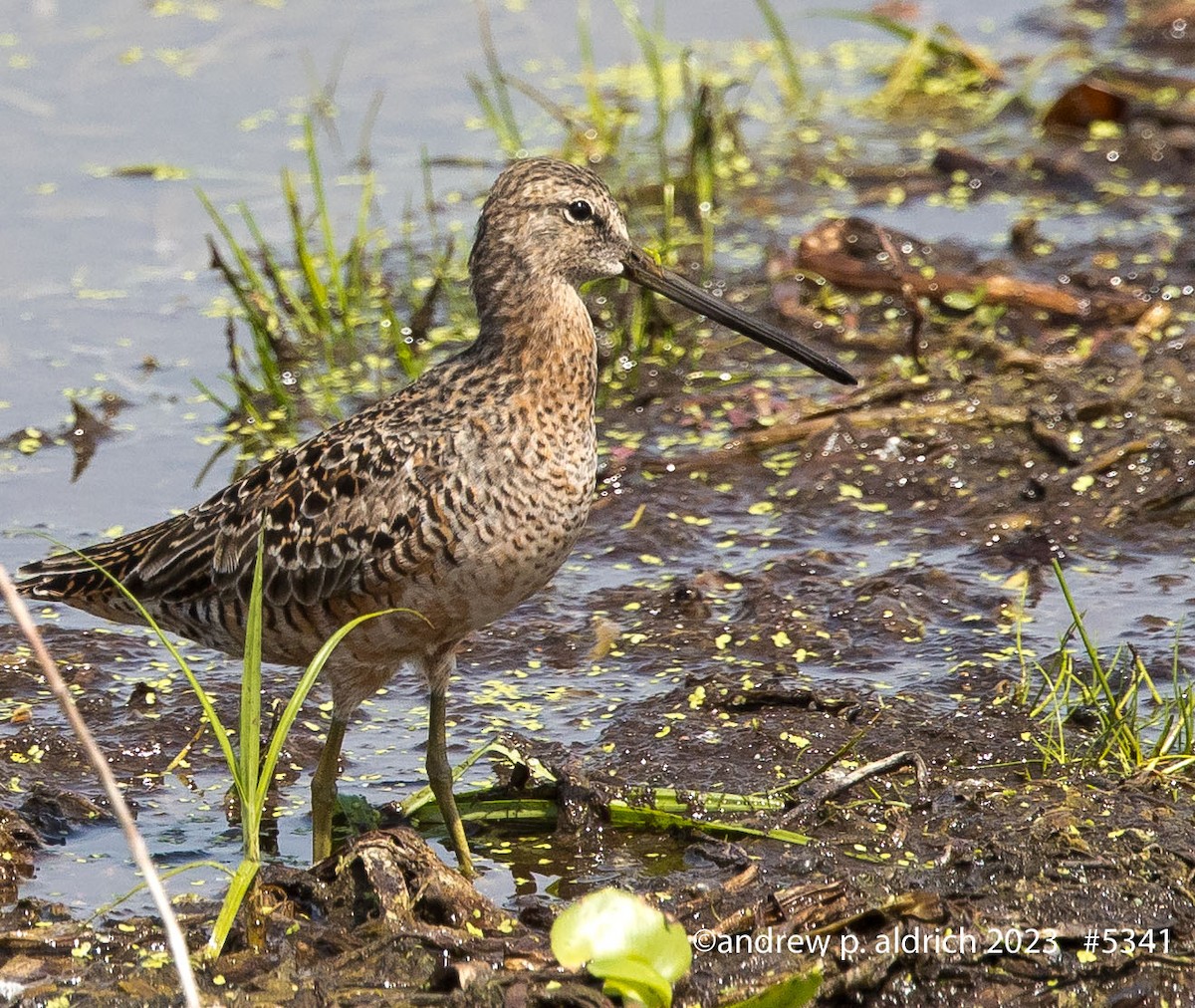 Long-billed Dowitcher - ML567963951