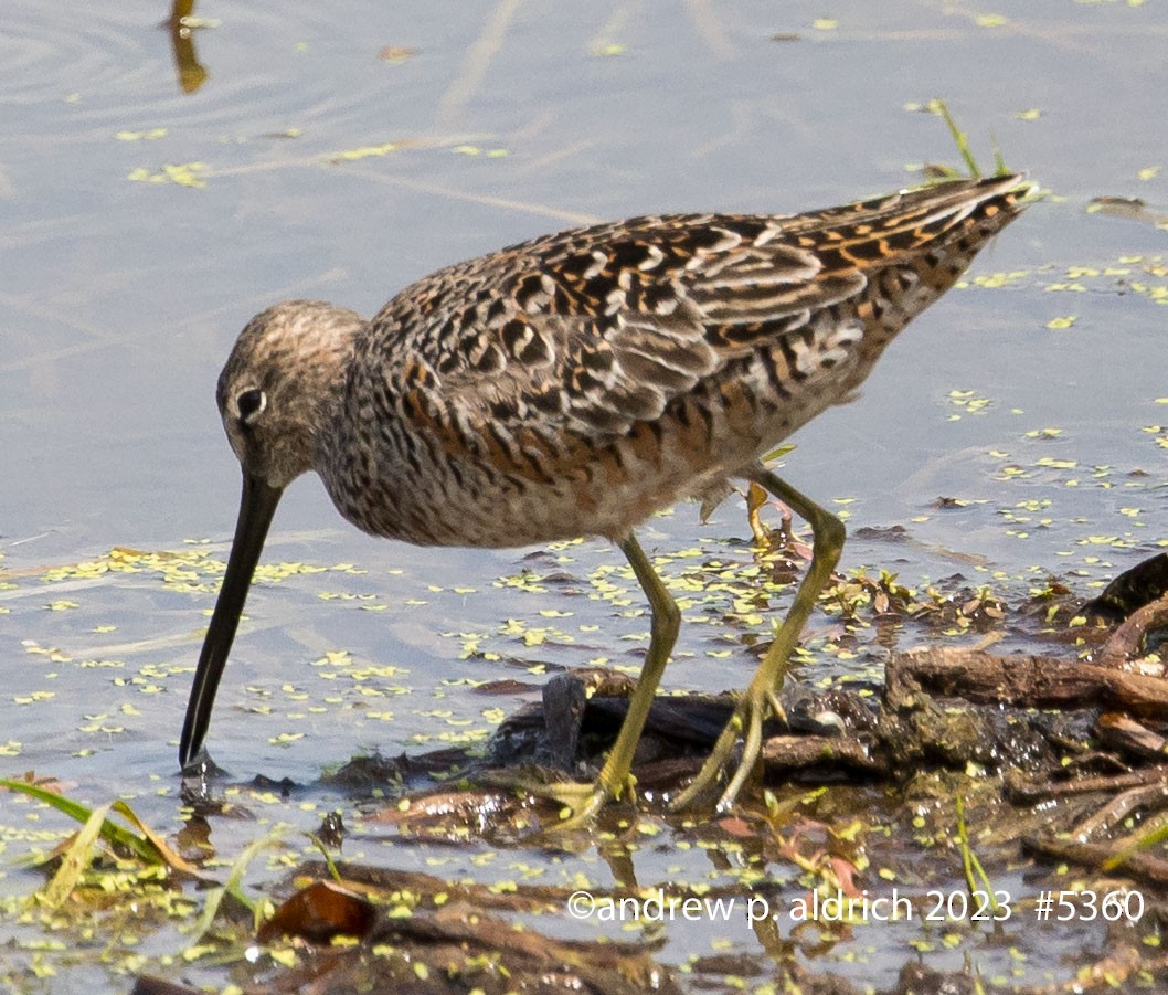 Long-billed Dowitcher - ML567963971