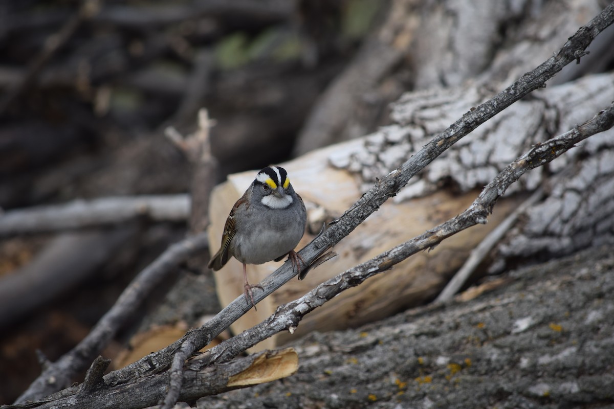 White-throated Sparrow - ML567968661