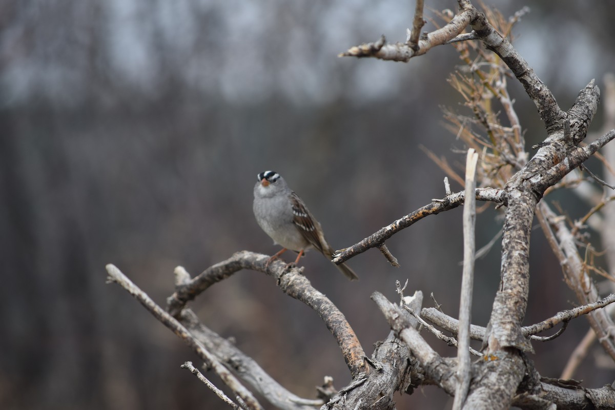 White-crowned Sparrow - ML567968971
