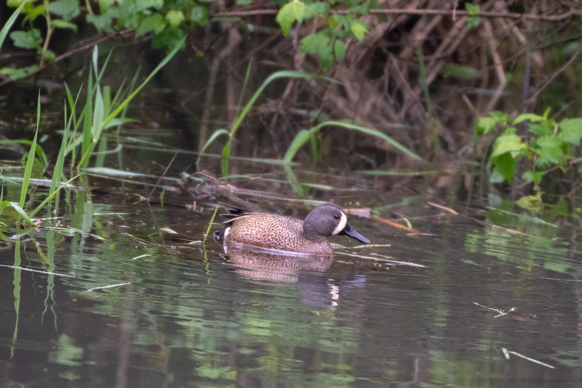 Blue-winged Teal at Great Blue Heron Nature Reserve by Chris McDonald