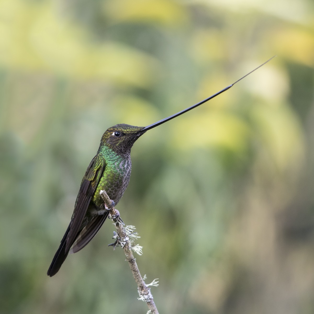 Sword-billed Hummingbird - ML56797311