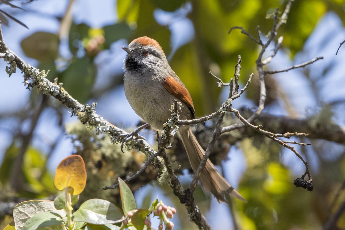 Silvery-throated Spinetail - ML56797521
