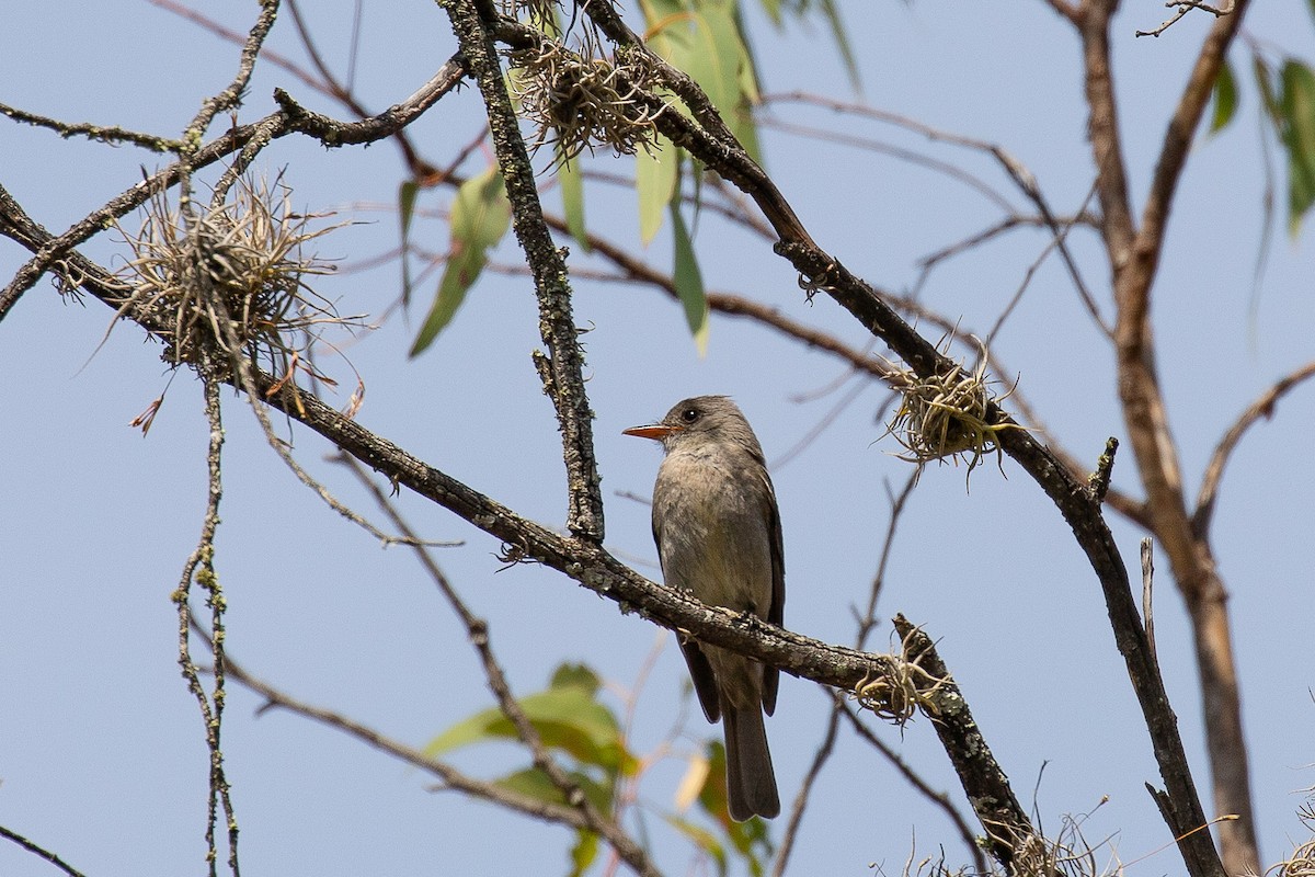 Greater Pewee - ML567979081