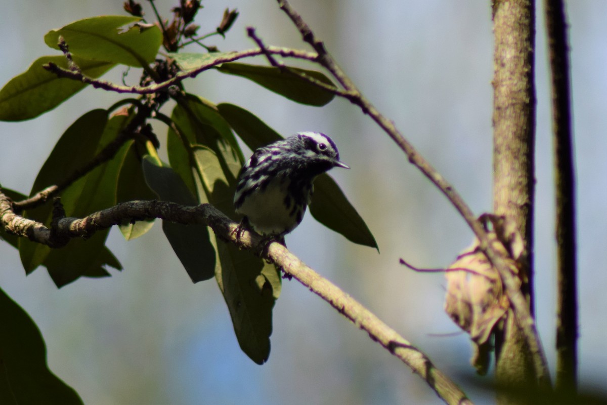 Black-and-white Warbler - Tyler Williams
