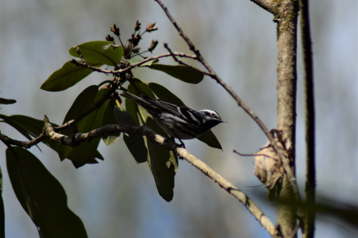 Black-and-white Warbler - ML567980281