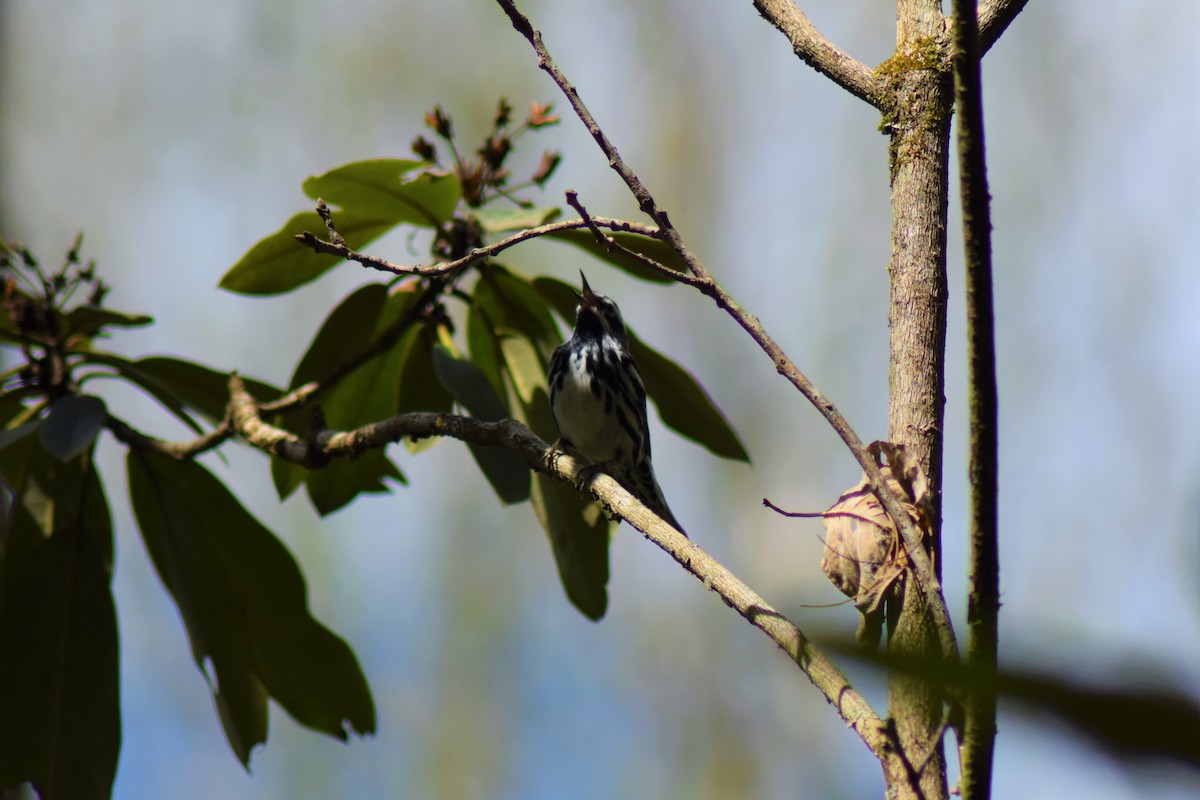 Black-and-white Warbler - Tyler Williams