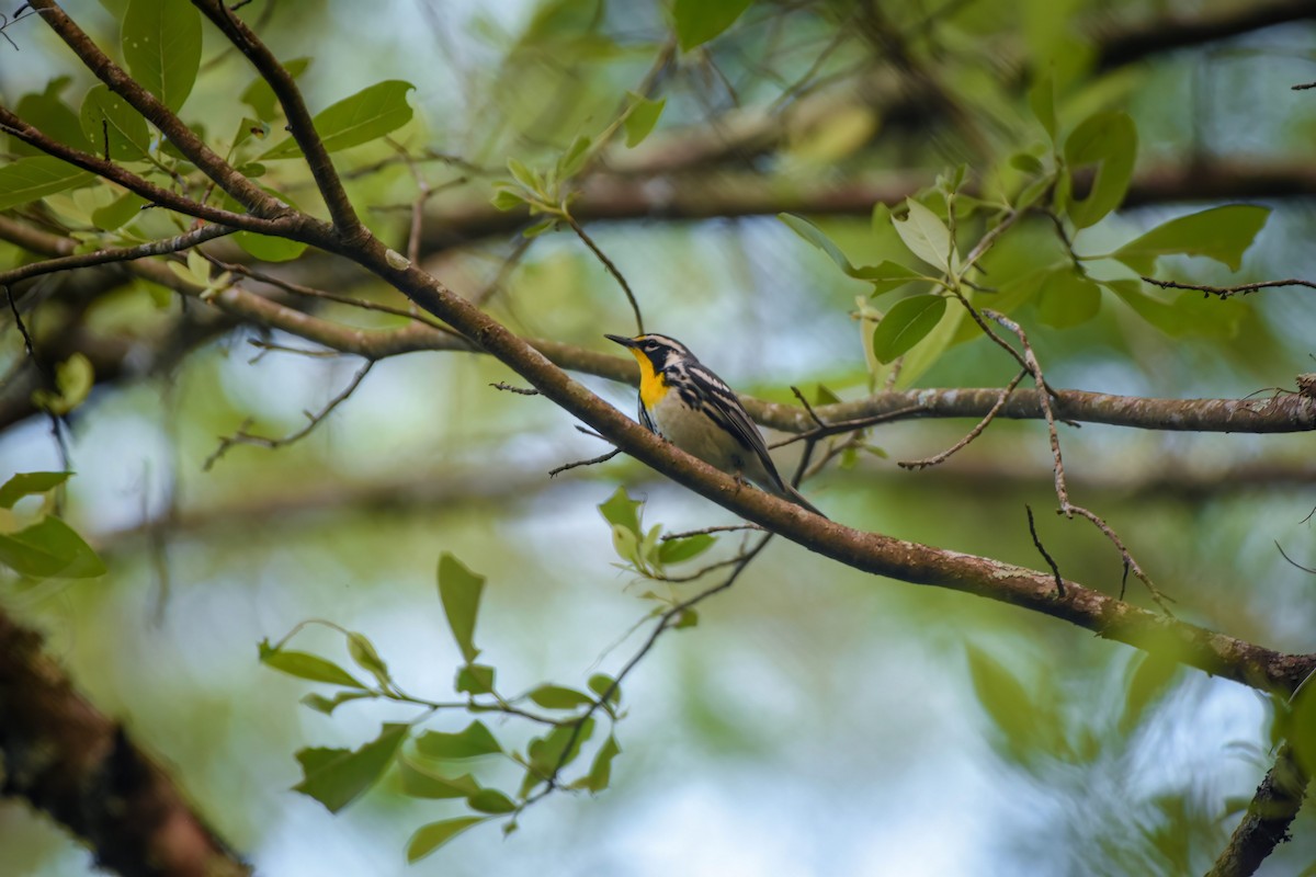 Yellow-throated Warbler - ML567981461