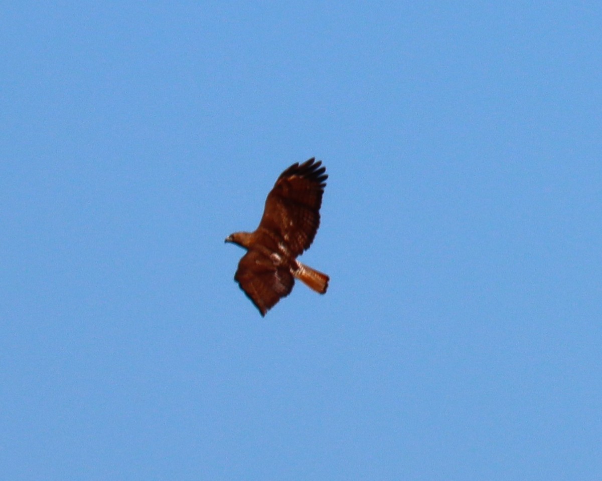 Red-tailed Hawk - ML567981971
