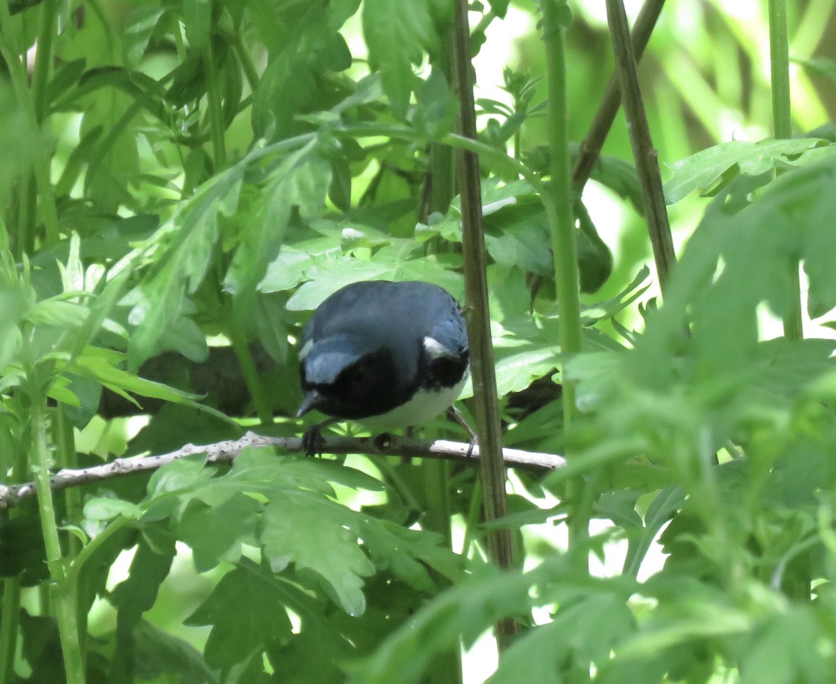 Black-throated Blue Warbler - ML567982171