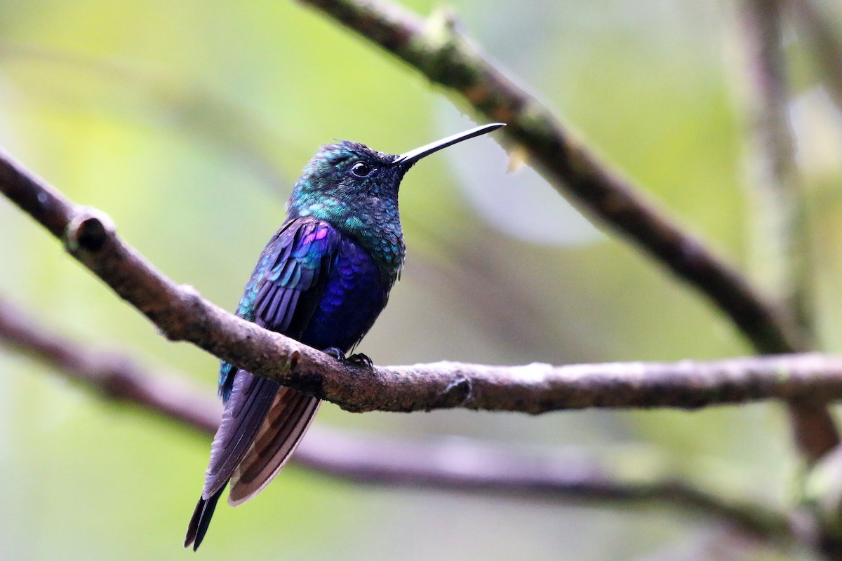 kolibřík vidloocasý - ML56798521