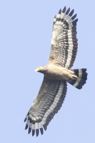 Crested Serpent-Eagle - ML567990401