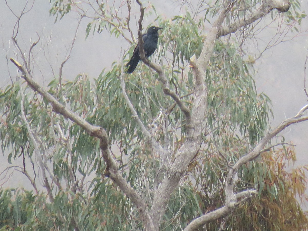 Australian Raven - ML567994091