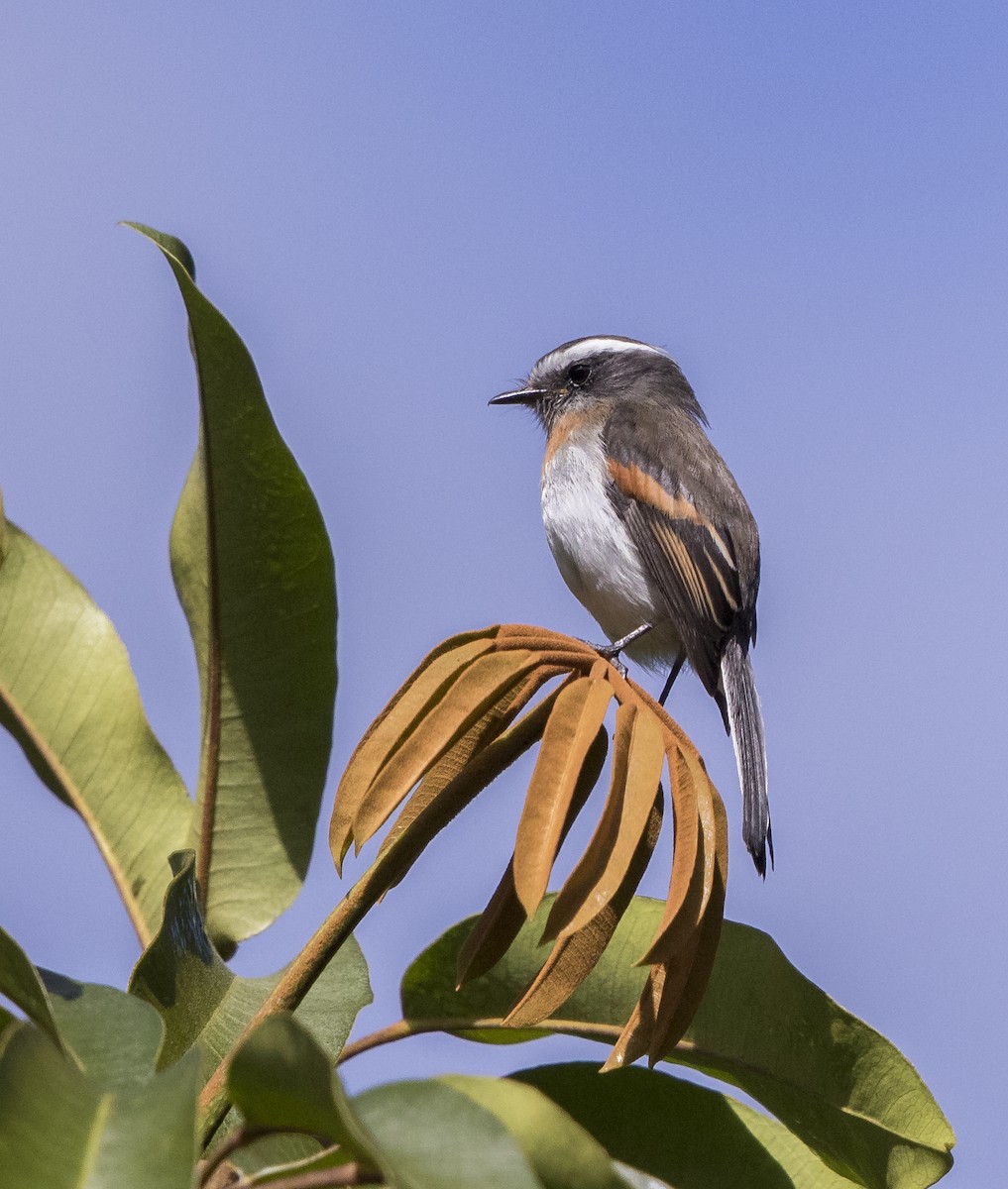Rufous-breasted Chat-Tyrant - ML56799671