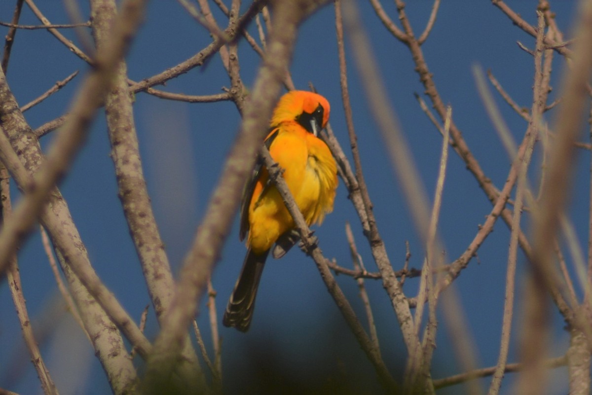 Spot-breasted Oriole - ML56799751