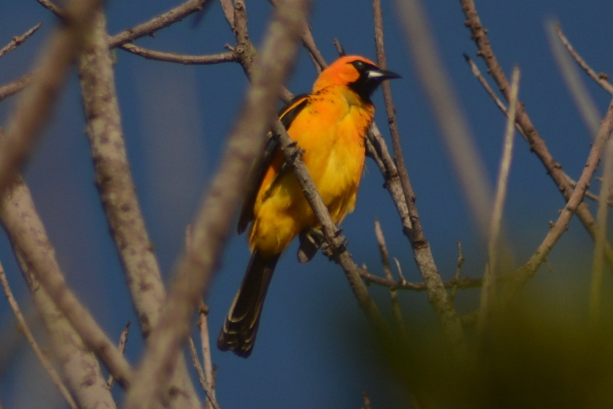 Spot-breasted Oriole - ML56799851