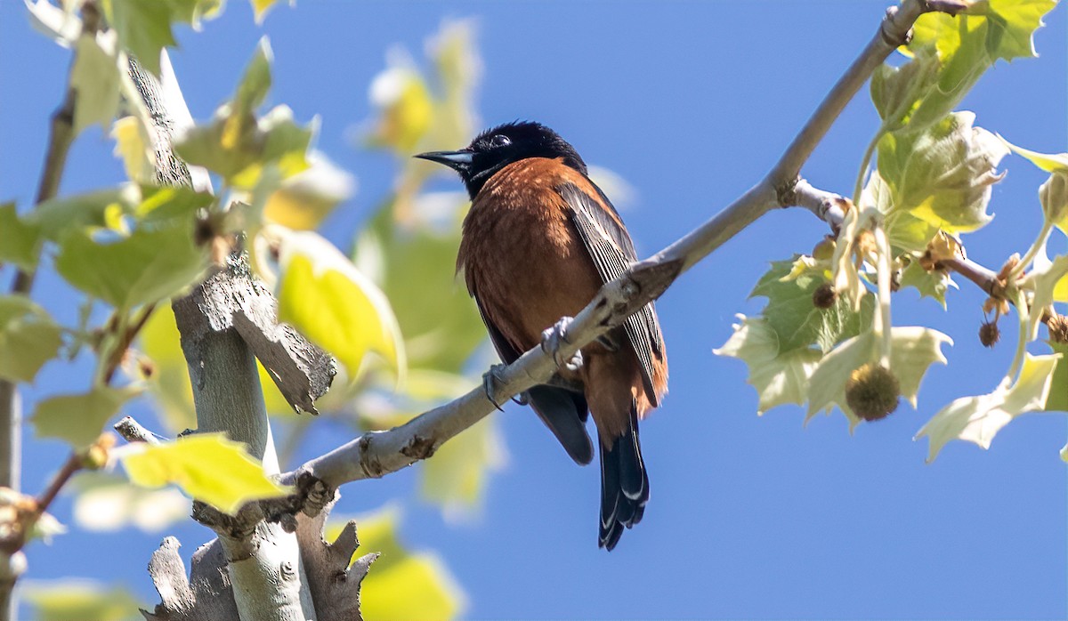Orchard Oriole - ML567999441