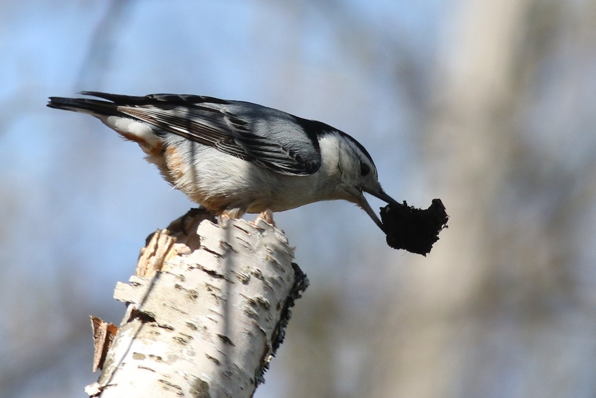 White-breasted Nuthatch - Margaret Viens