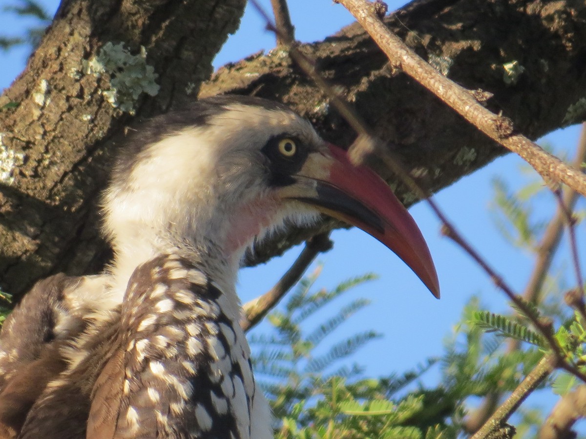 Tanzanian Red-billed Hornbill - ML56800131