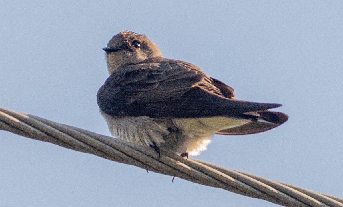 Northern Rough-winged Swallow - ML568001501