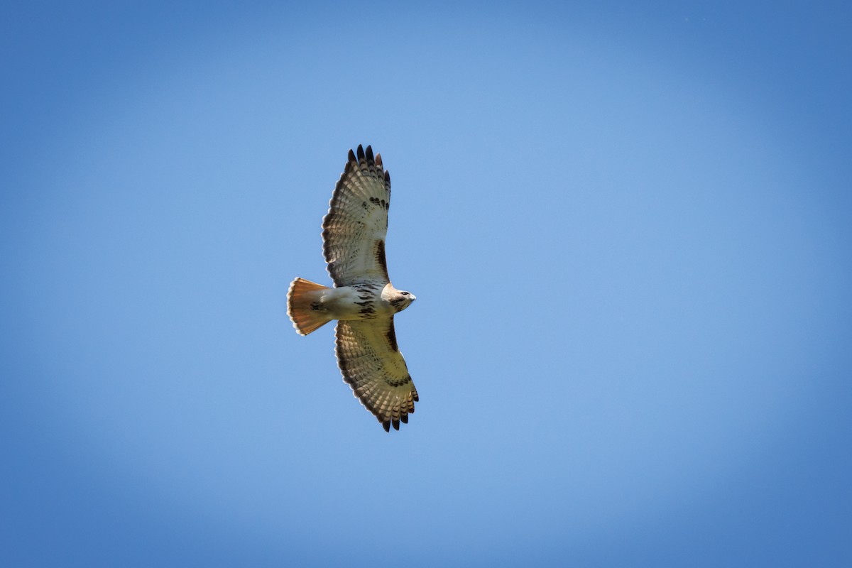 Red-tailed Hawk - ML568006751