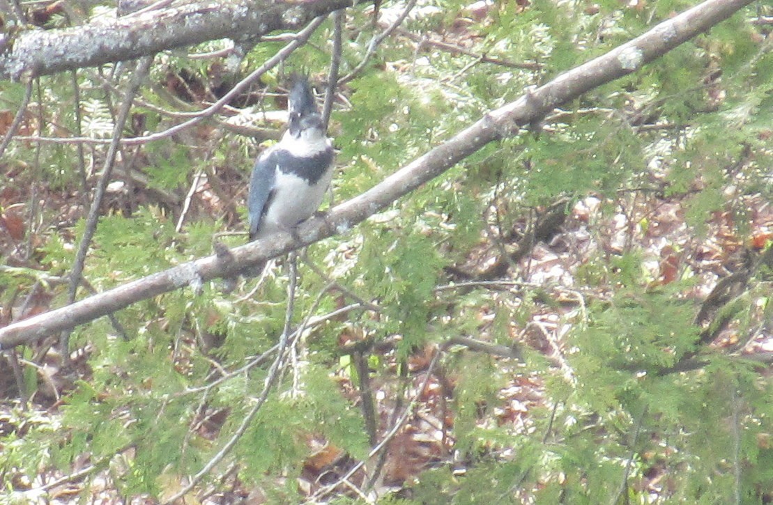 Belted Kingfisher - ML56801141