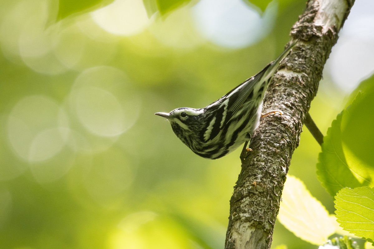 Black-and-white Warbler - ML568011841