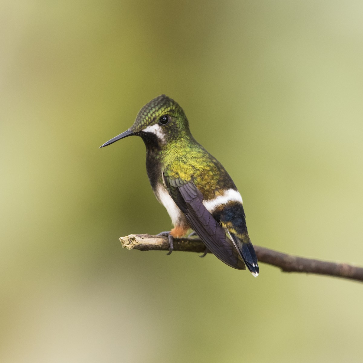 Wire-crested Thorntail - ML56801551