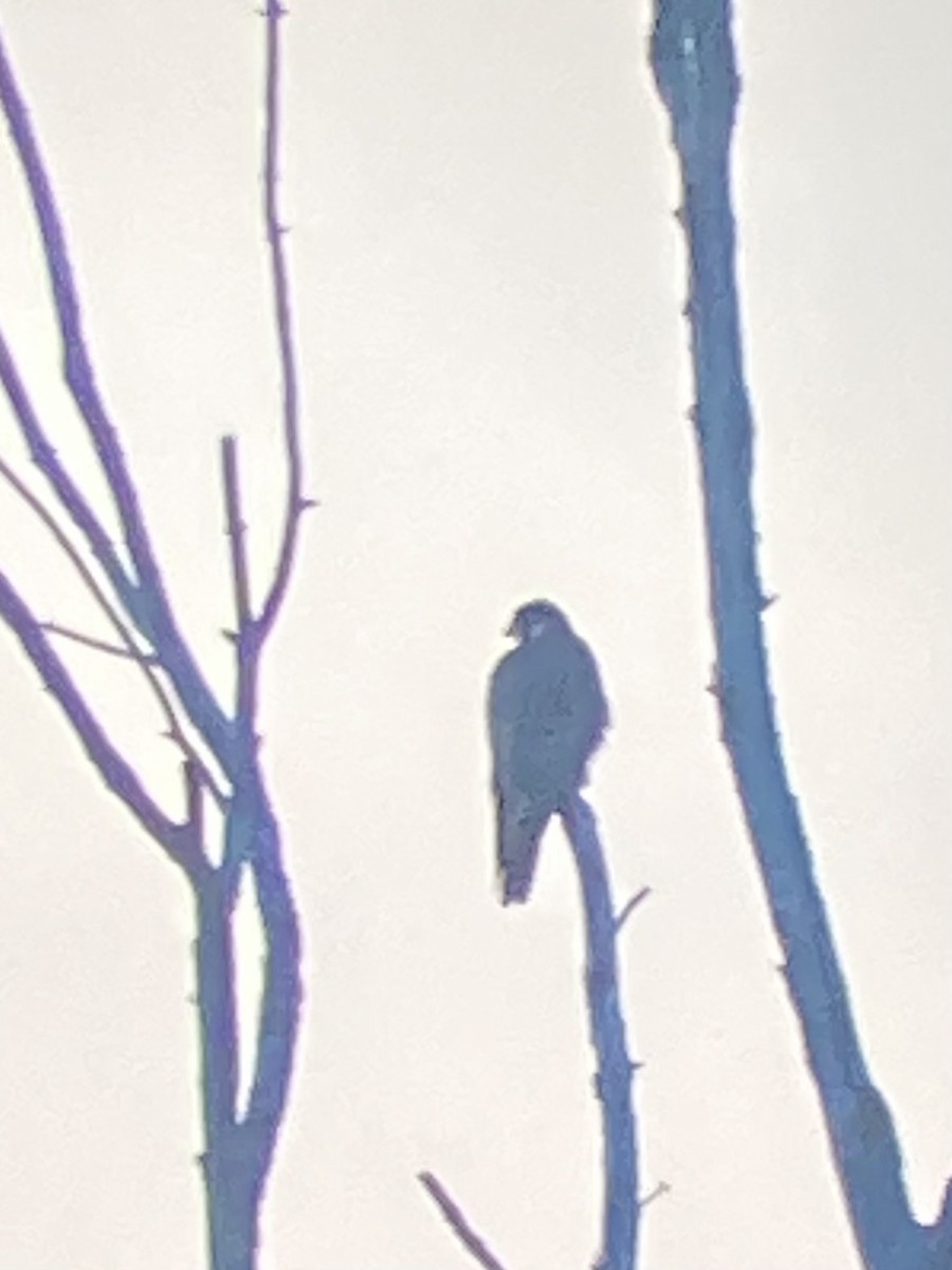 eBird Checklist 6 May 2023 Conewango Swamp WMA 25 species