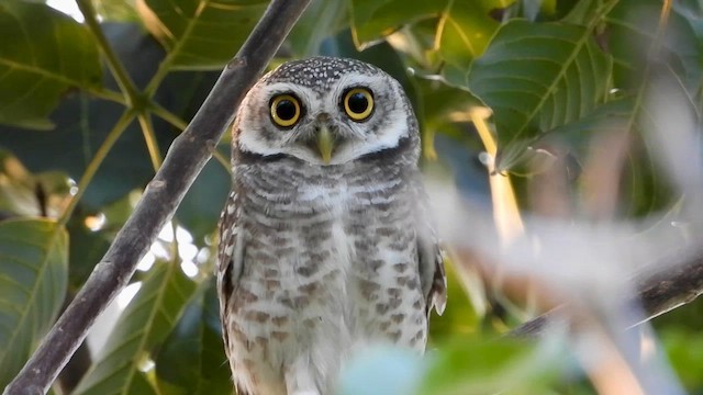 Spotted Owlet - ML568019091