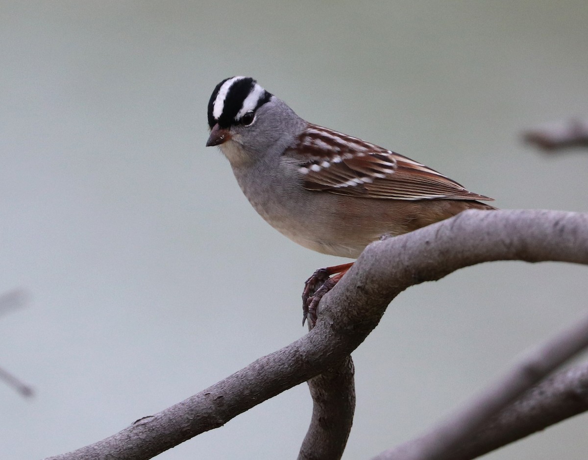 White-crowned Sparrow - ML568022381