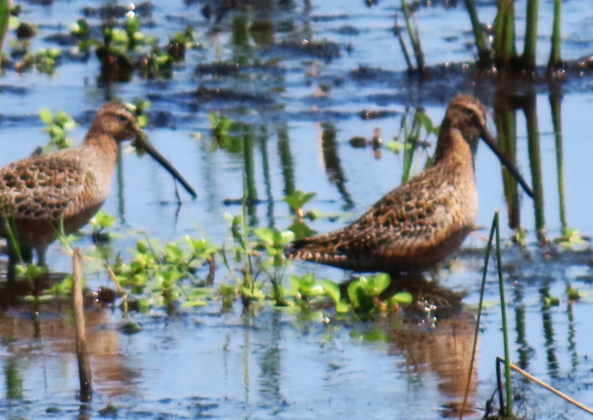 Long-billed Dowitcher - ML568027431