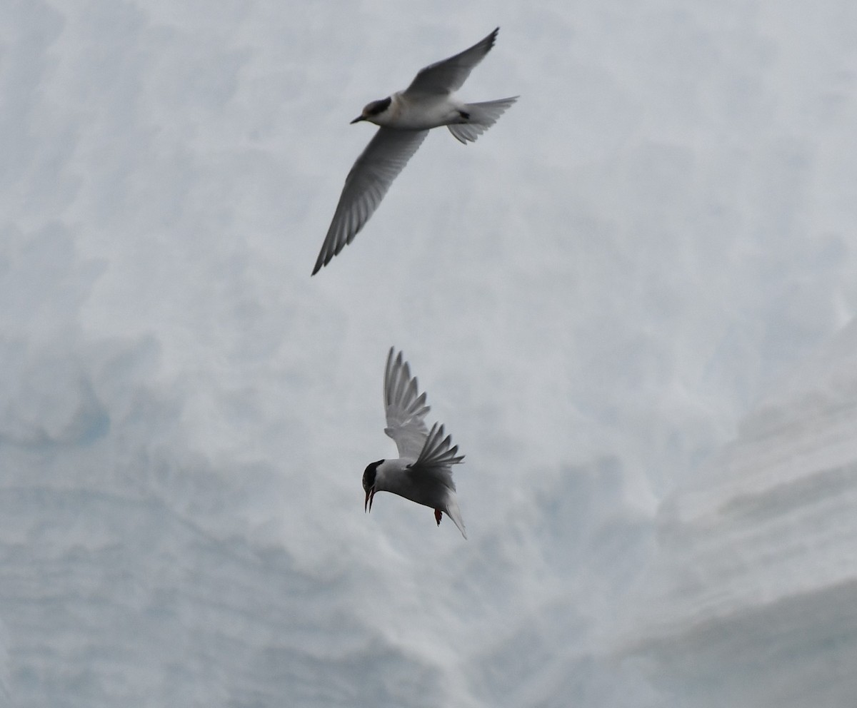 Antarctic Tern (Antarctic) - ML568032081