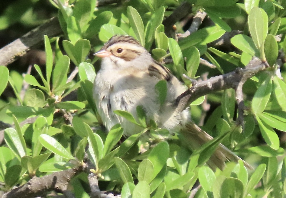 Clay-colored Sparrow - ML568033171