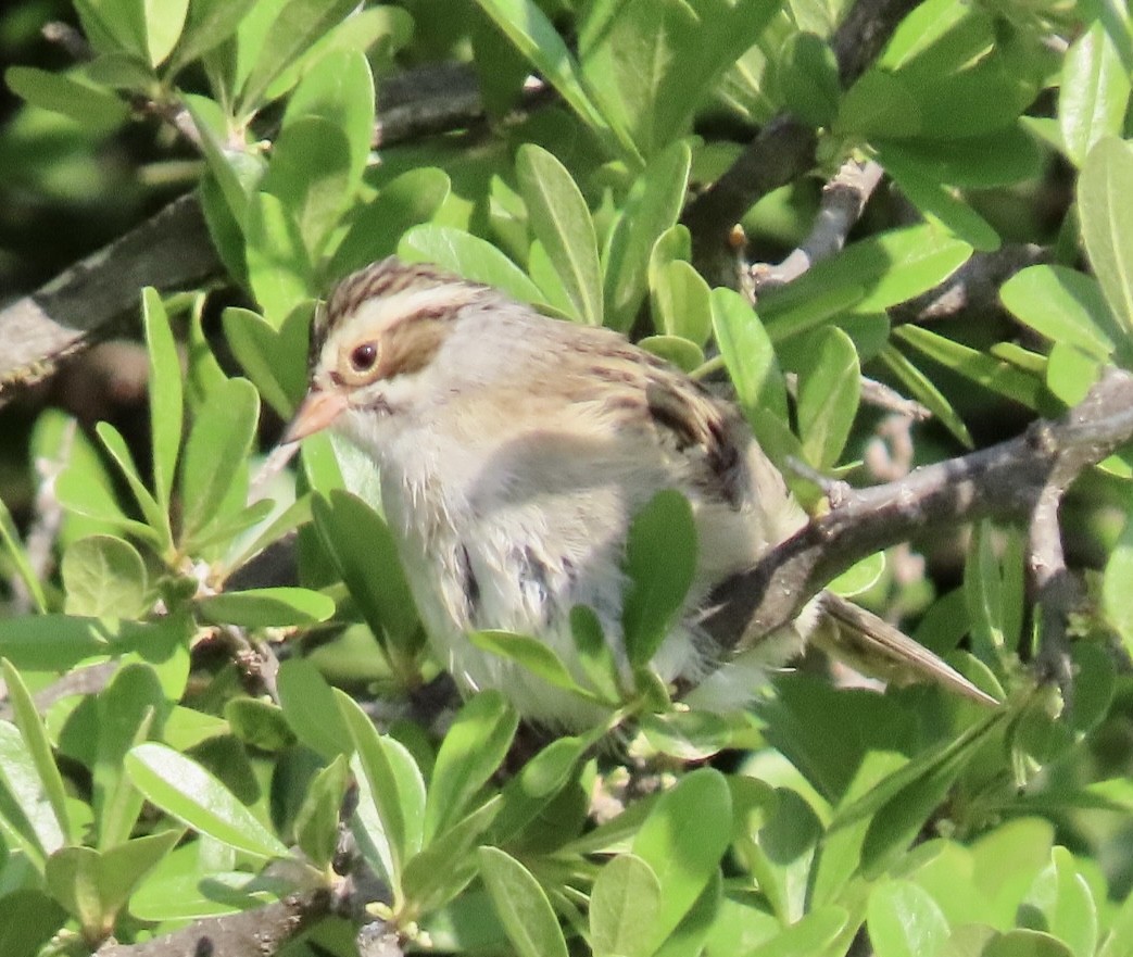 Clay-colored Sparrow - ML568033181