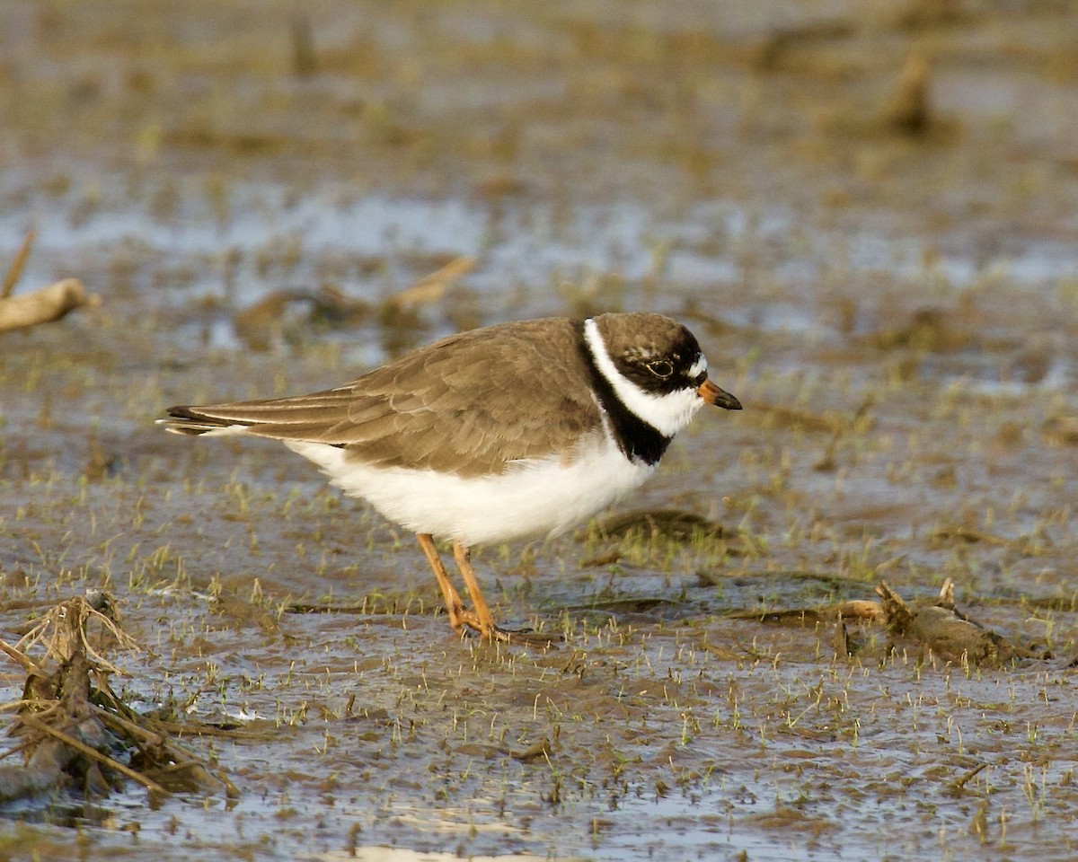 Semipalmated Plover - ML568034951