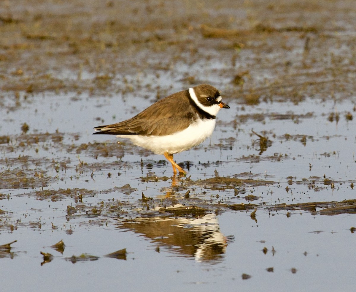 Semipalmated Plover - ML568034961
