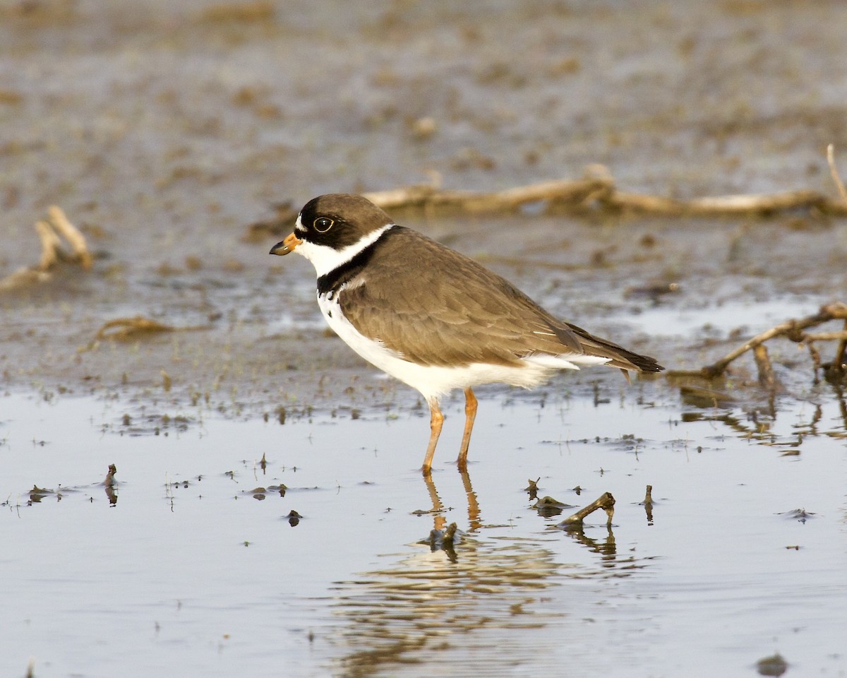 Semipalmated Plover - ML568034981