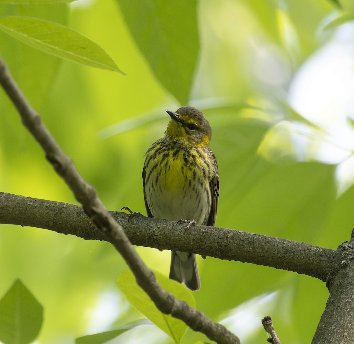Cape May Warbler - ML568041141