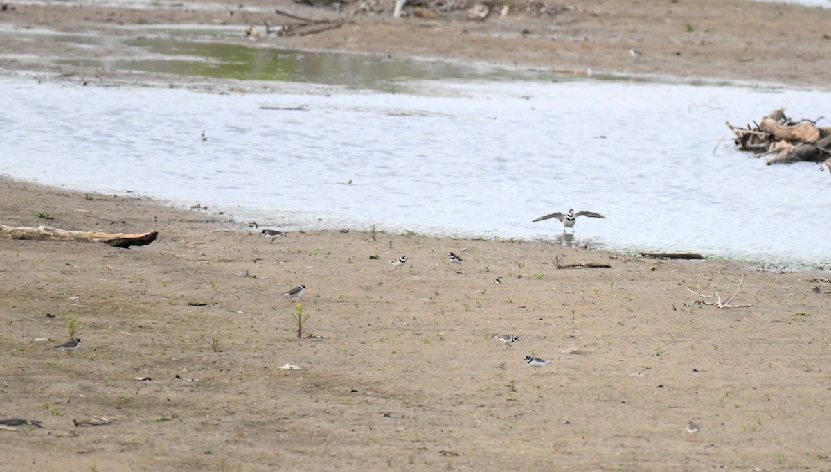 Semipalmated Plover - ML568042531