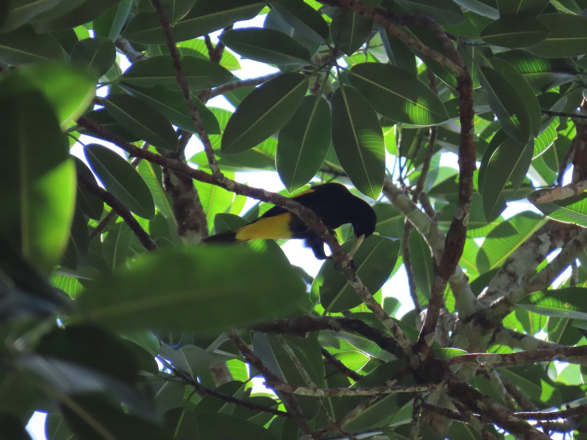 Yellow-rumped Cacique - ML568043091