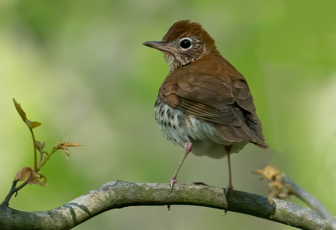 eBird Checklist 6 May 2023 Stonewall Jackson Lake WMAStonewall